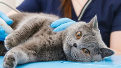 Kidney Disease in Cats